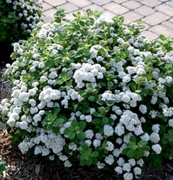     Spiraea betulifolia Tor 